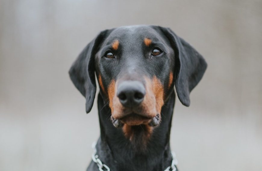 Pinscher : guide race de chien