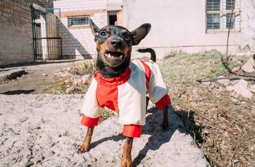 Pinscher Nain : guide race de chien