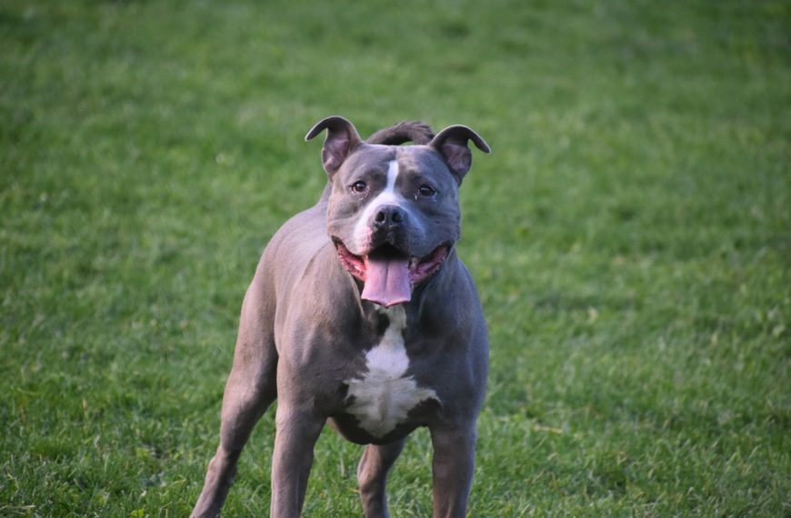 Pitbull : guide race de chien