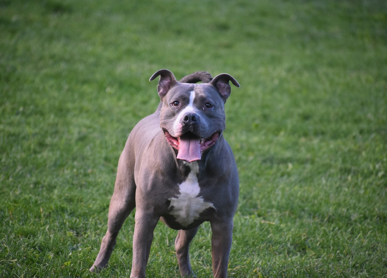 Pitbull : guide race de chien