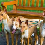 Podenco Canario : guide race de chien