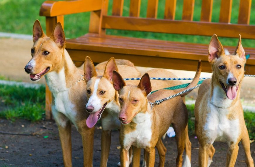 Podenco Canario : guide race de chien
