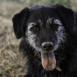 Podenco Ibicenco : guide race de chien