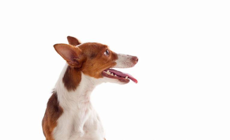 Podengo portugais : guide race de chien