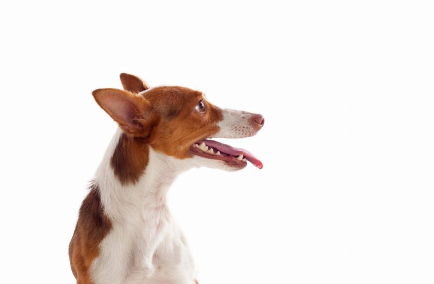 Podengo portugais : guide race de chien