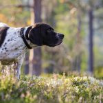 Pointer Anglais : guide race de chien