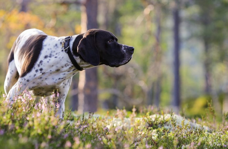 Pointer Anglais : guide race de chien
