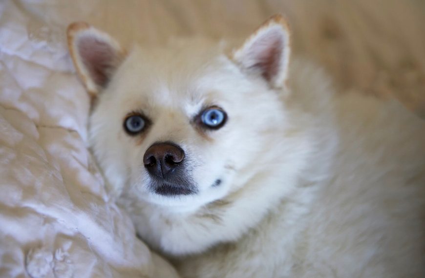 Pomsky : guide race de chien