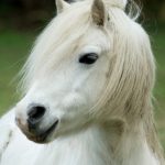 Poney des Amériques : guide race de cheval