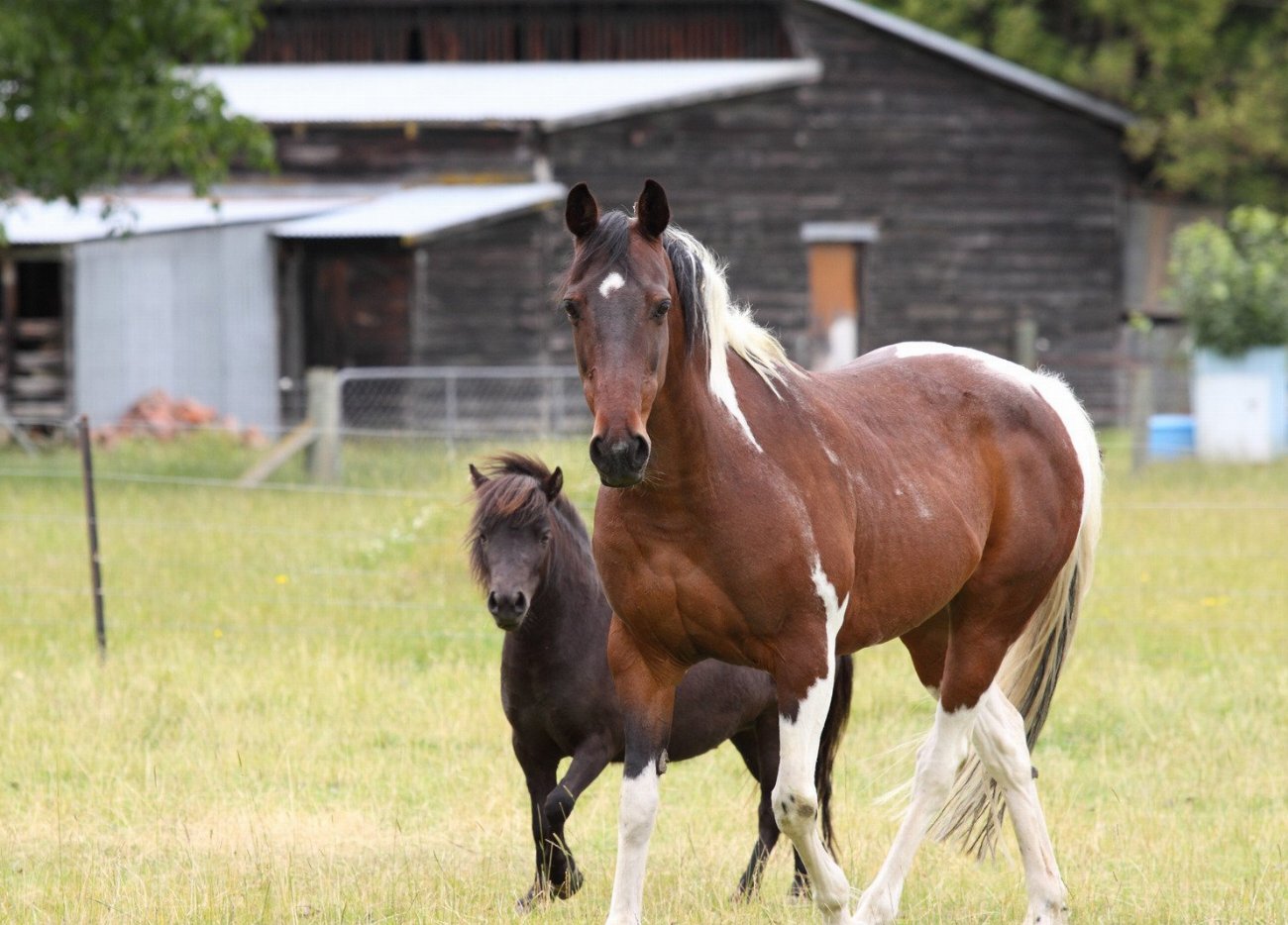 Poney Fell : guide race de cheval