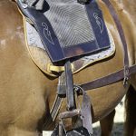 Poney français de selle : guide race de cheval
