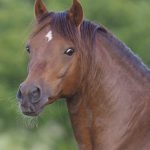 Poney Welsh : guide race de cheval