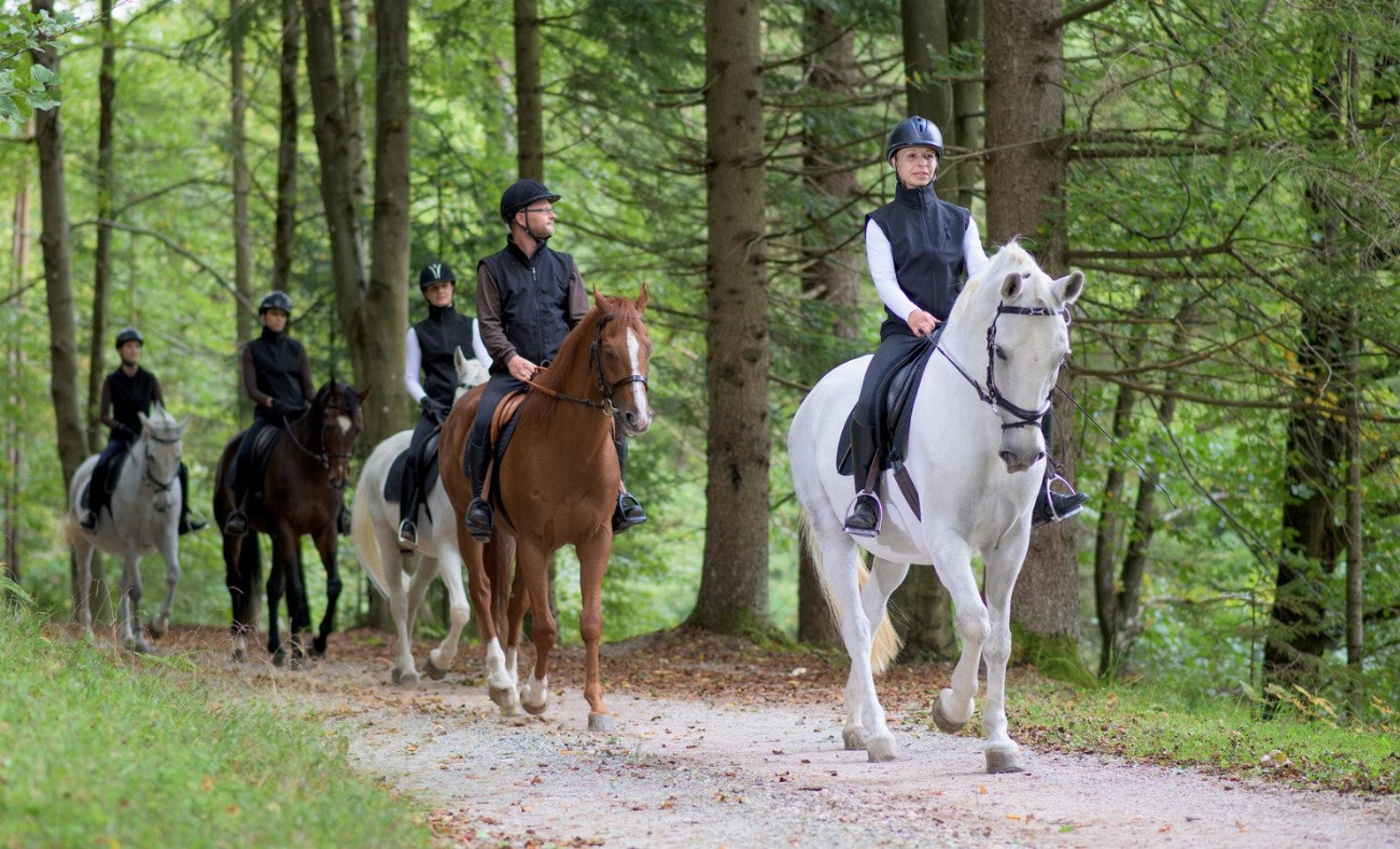 Pottok : guide race de cheval