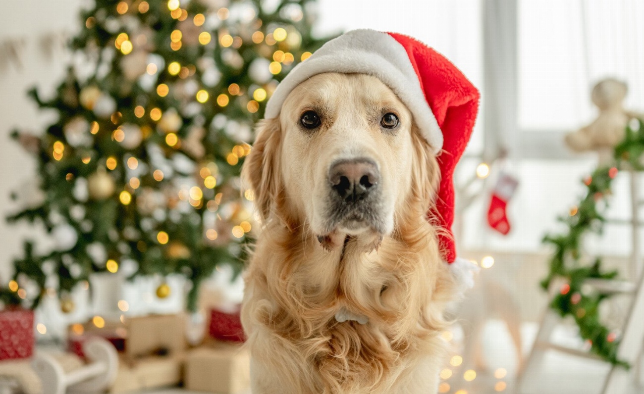 Pourquoi offrir un animal de compagnie à Noël est une…