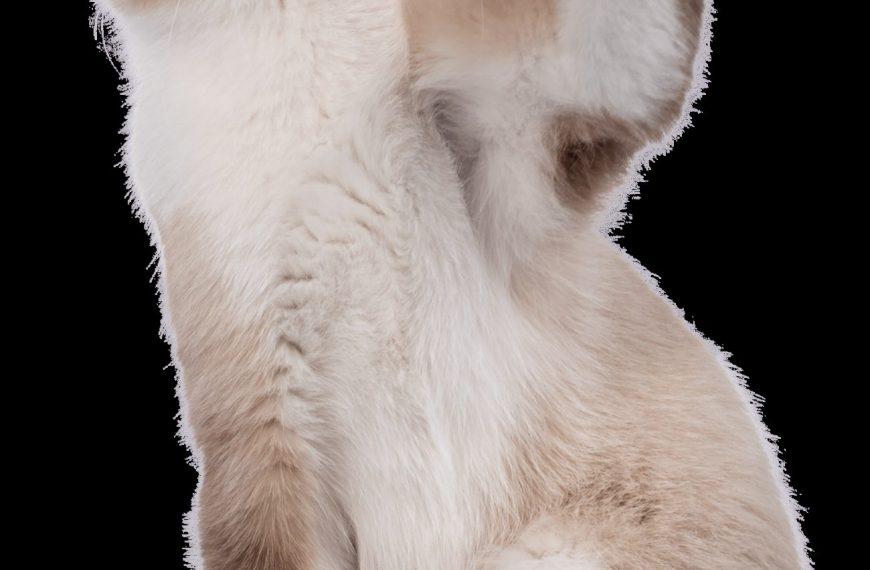 Problèmes rénaux chez les chats : Comment détecter et soigner l’inflammation qui menace leur santé ?