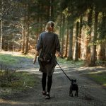 Pudelpointer : guide race de chien