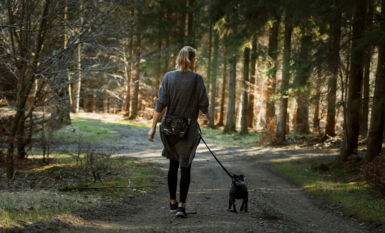 Pudelpointer : guide race de chien