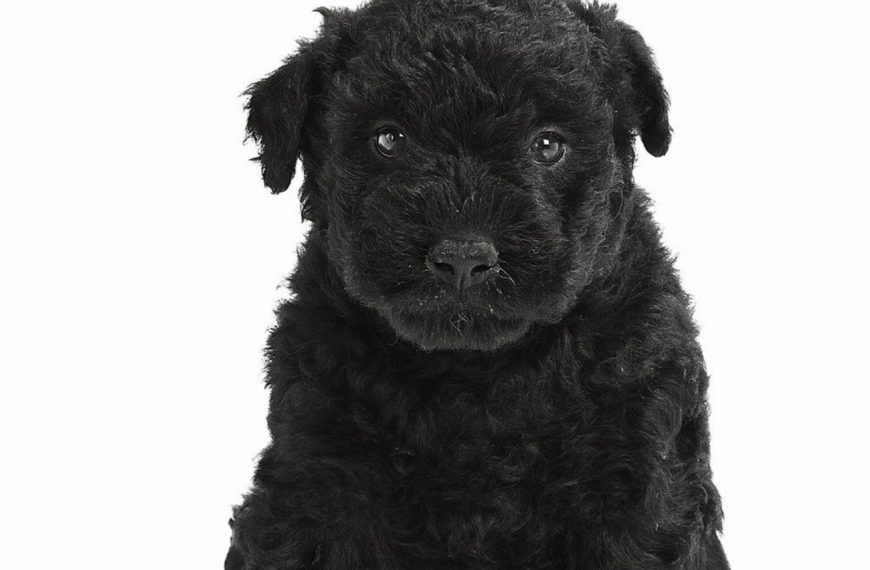 Puli : guide race de chien