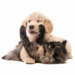 Pumi : guide race de chien