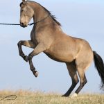 Quarter Horse : guide race de cheval