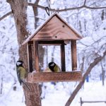 Quelles mangeoires pour oiseaux font le bonheur de nos amis à plumes !