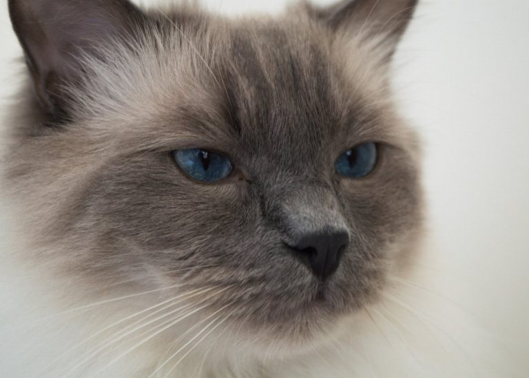 Ragdoll : guide race de chat