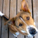 Regardez dans les yeux de votre chien pour créer un lien inébranlable – Voici pourquoi c&rsquo;est crucial !