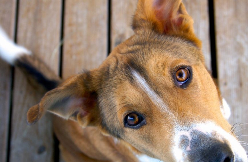 Regardez dans les yeux de votre chien pour créer un lien inébranlable – Voici pourquoi c&rsquo;est crucial !