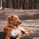 Retriever de la Nouvelle-Écosse : guide race de chien