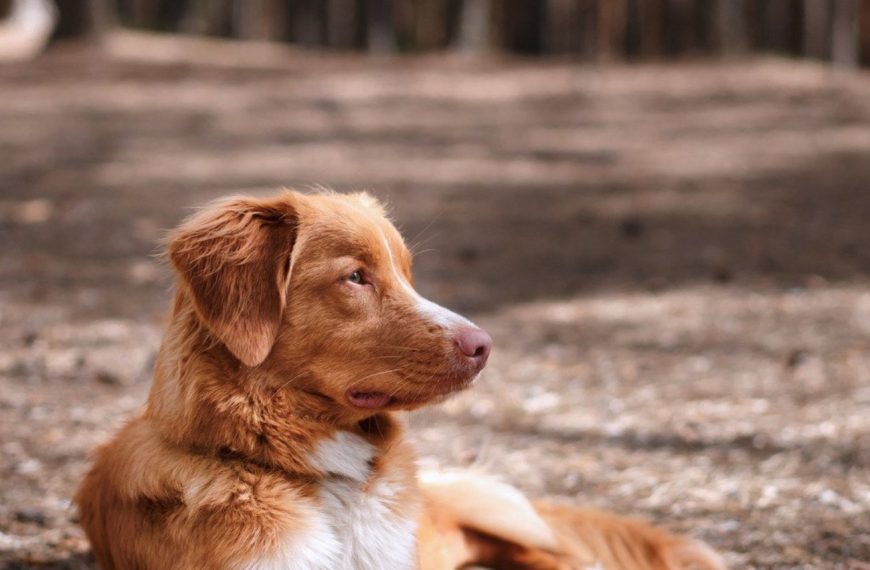 Retriever de la Nouvelle-Écosse : guide race de chien