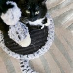 Révélation choc : Découvrez le secret infaillible pour empêcher votre chat de gratter les rideaux !