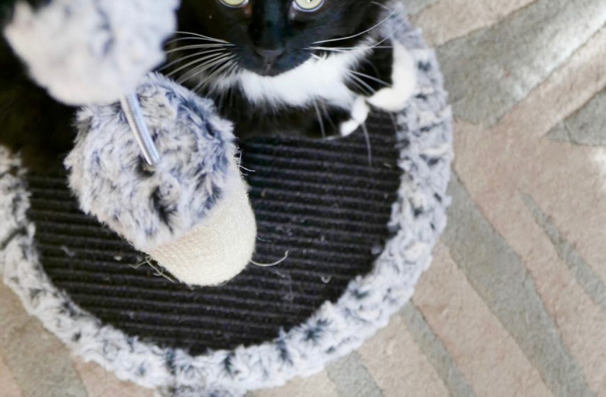 Révélation choc : Découvrez le secret infaillible pour empêcher votre chat de gratter les rideaux !