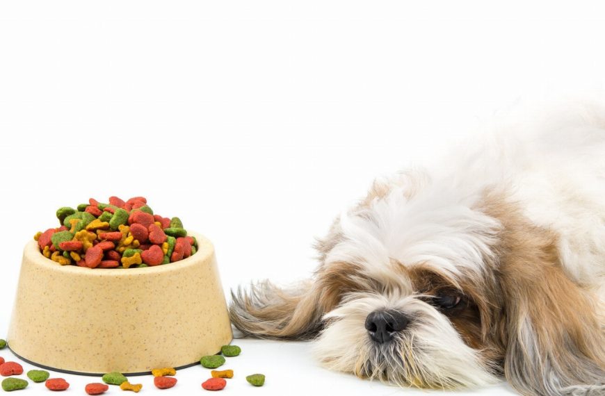 Révélation choquante : comment mettre fin aux comportements possessifs de votre chien envers la nourriture !