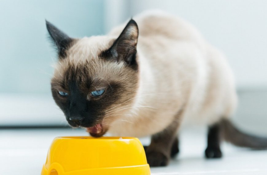 Révélation choquante : découvrez comment protéger votre chat des dangereux insectes !