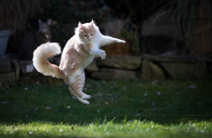 Révélation choquante : Découvrez le secret infaillible pour empêcher votre chat de sauter sur les étagères !