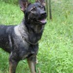 Révélation choquante : la clé pour éduquer votre chien avec succès réside dans la cohérence !