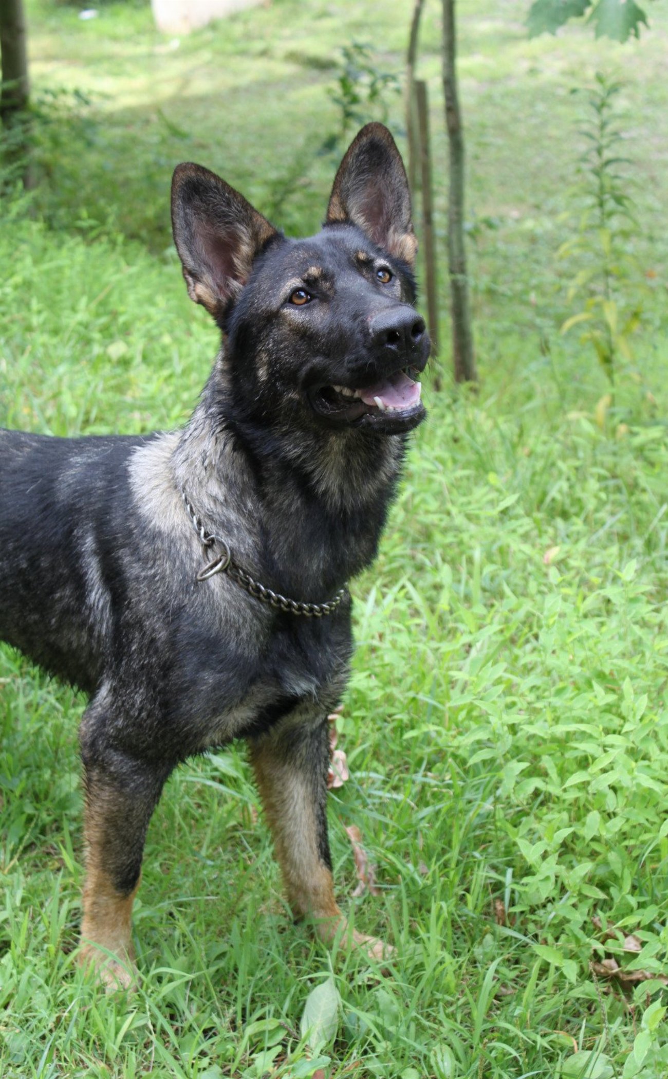 Révélation choquante : la clé pour éduquer votre chien avec…