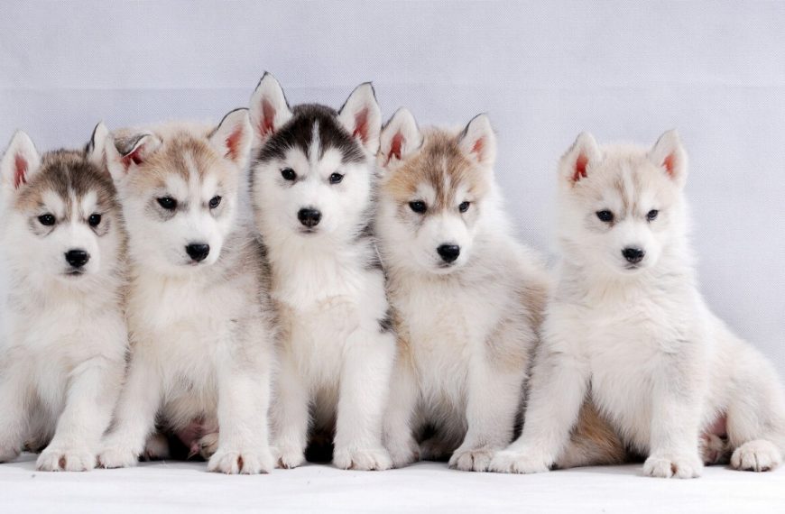 Révélation choquante : pourquoi la socialisation précoce de votre chiot est cruciale pour son épanouissement !