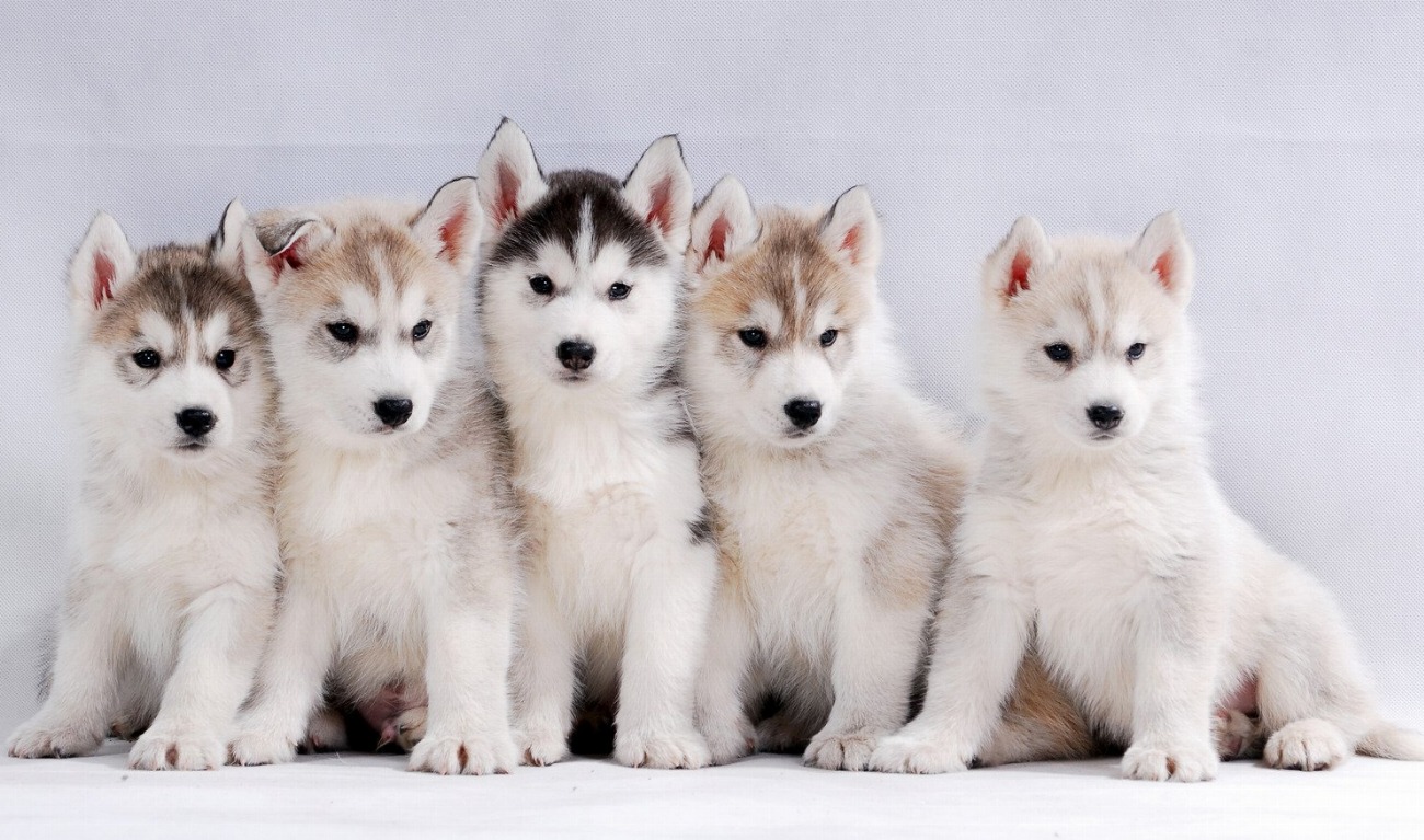 Révélation choquante : pourquoi la socialisation précoce de votre chiot…