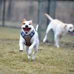 Révélation choquante : pourquoi la stabilité émotionnelle est cruciale pour le bien-être de votre chien !