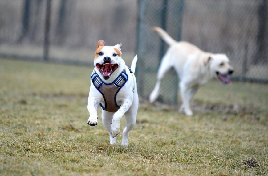 Révélation choquante : pourquoi la stabilité émotionnelle est cruciale pour le bien-être de votre chien !