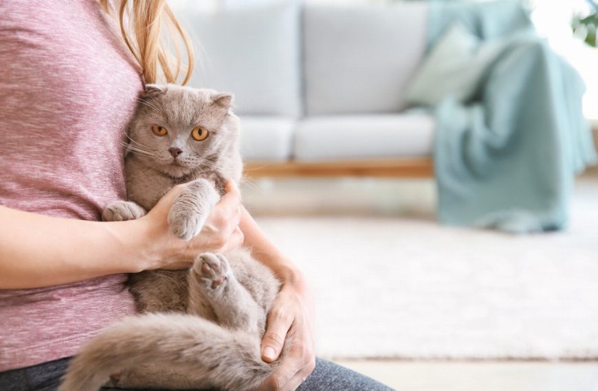 Révélation: la méthode infaillible pour apprendre à votre chat à rester seul à la maison sans dégâts !