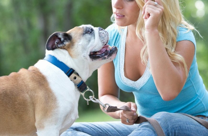 Révélation : le secret infaillible pour trouver le meilleur éducateur canin près de chez vous !