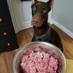 Révélation : Le secret pour choisir la nourriture parfaite pour votre chien révélé !