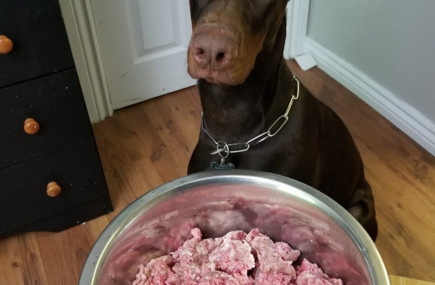 Révélation : Le secret pour choisir la nourriture parfaite pour votre chien révélé !