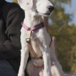 Révélation : Le secret pour choisir le MEILLEUR harnais pour votre chien !