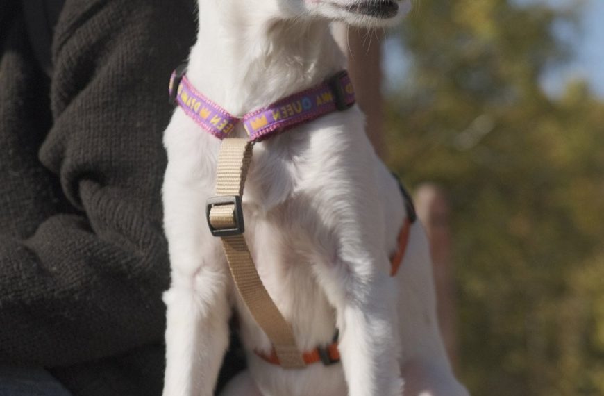 Révélation : Le secret pour choisir le MEILLEUR harnais pour votre chien !