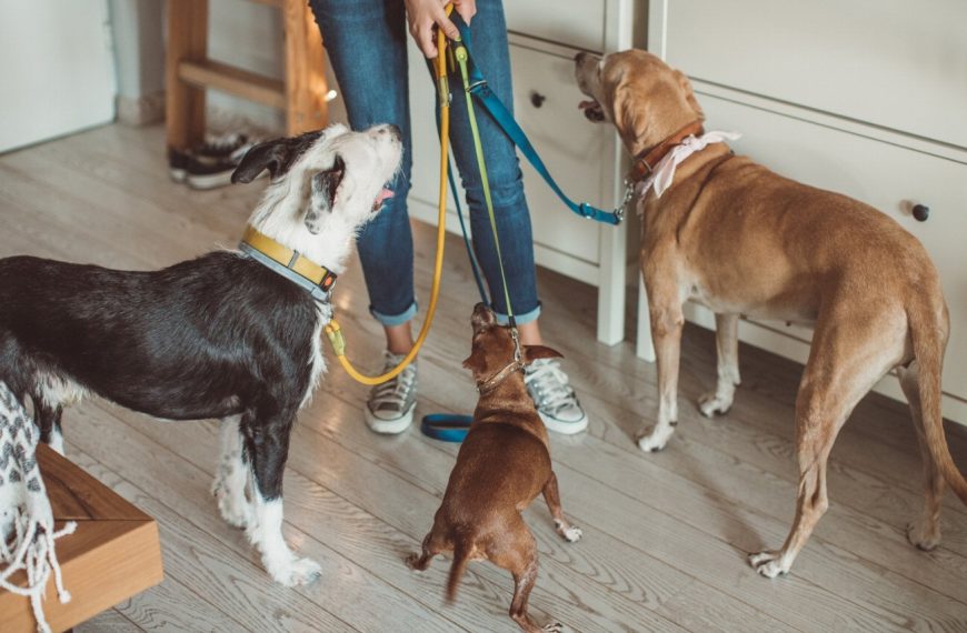 Révélation : les secrets pour trouver le pet-sitter parfait qui chouchoutera votre chien !