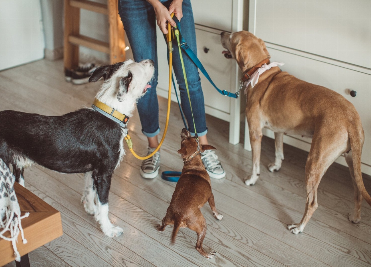Révélation : les secrets pour trouver le pet-sitter parfait qui…