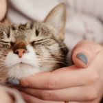 Révélation surprenante : pourquoi la socialisation entre chats est essentielle pour leur bien-être !